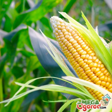 Кукуруза – что это за культура?
