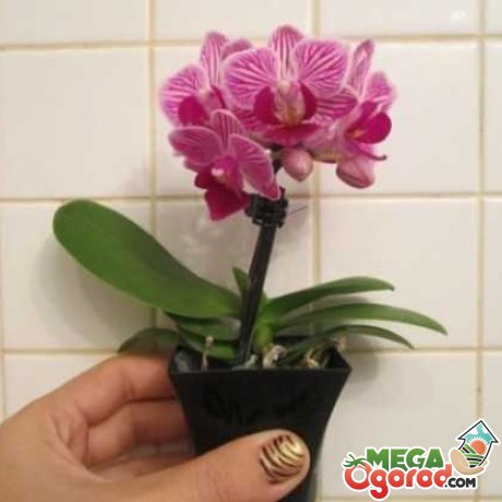 Покупка мини орхидеи