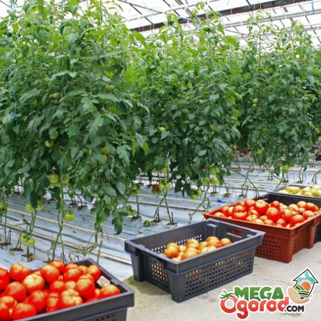 Помещение для выращивания томатов