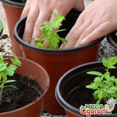 Выращивание рассады томатов с без пикировки и с пикировкой 