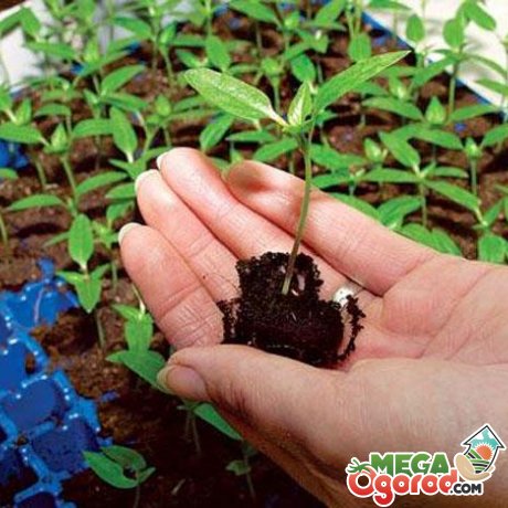Как правильно посадить семена в торфяные таблетки
