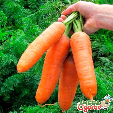 Раннеспелые семена моркови 