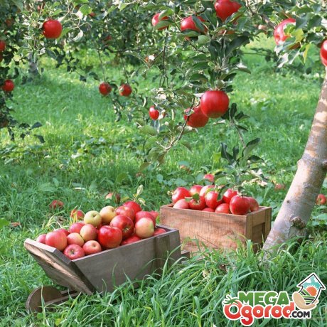 Лучшие сорта яблонь для сада, их особенности