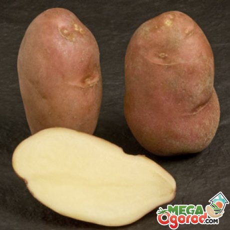 Сорт картофеля "Кондор" 