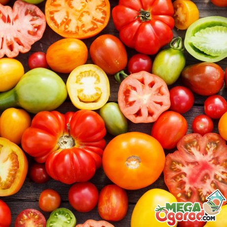 Популярные сорта томатов для выращивания