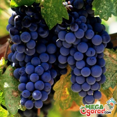 Как ухаживать за виноградом?