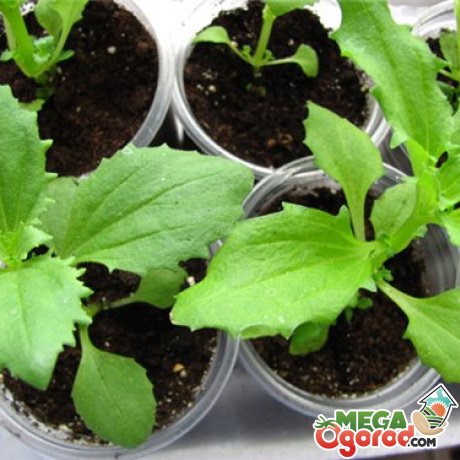 Выращивание мимулюса из семян