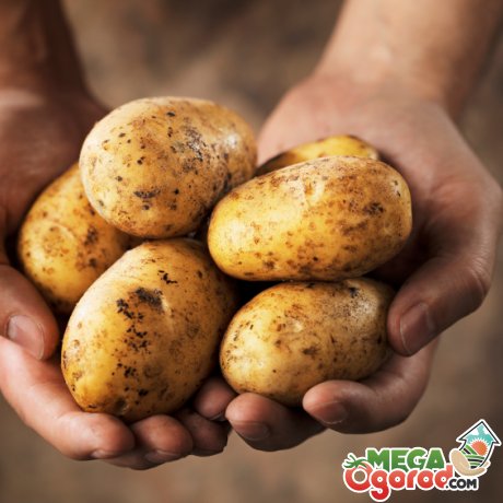 Особенности технологии возделывания картофеля 