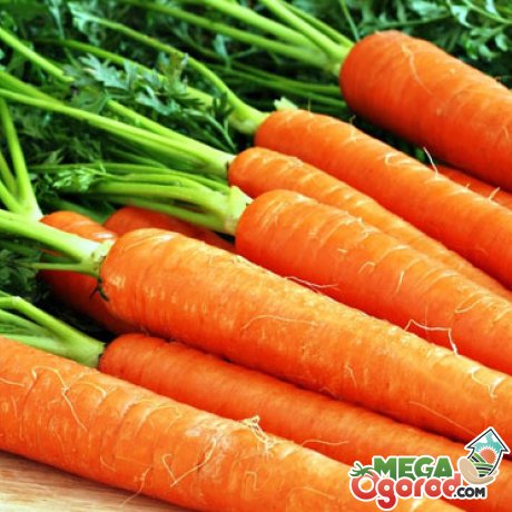 Среднеспелые семена моркови