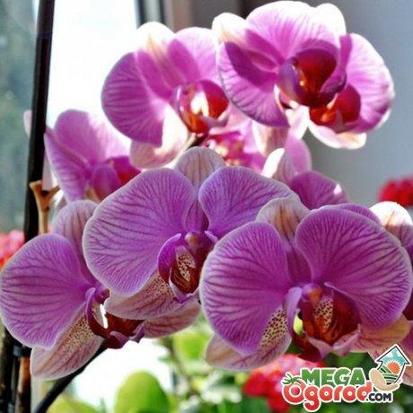 Распространенные сорта комнатных орхидей