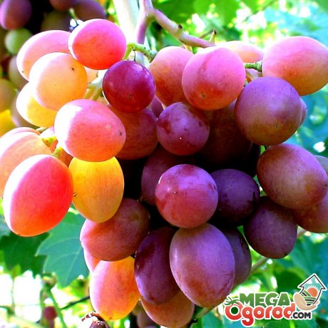 Современные сорта винограда выращиваемые в украине