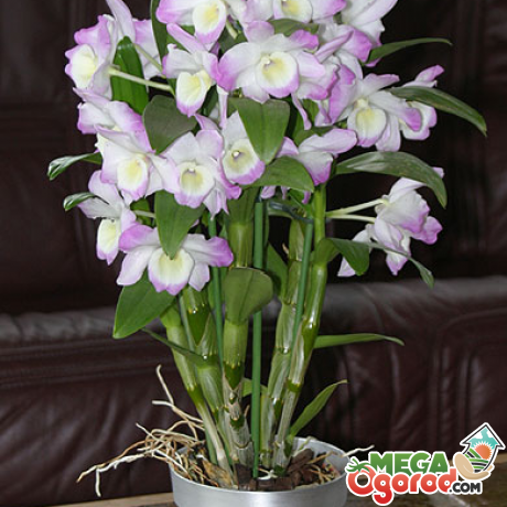 Орхидеи на фото: виды и названия утонченных красавиц
