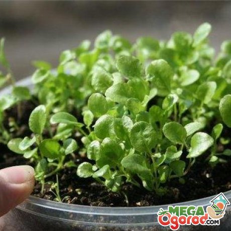 Выращивание лобелии с помощью семян