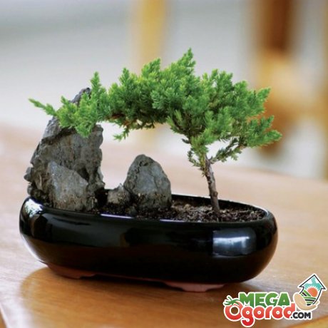 Как вырастить дерево в миниатюре в домашних условиях