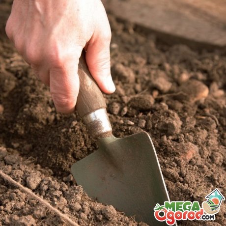 Подготовка почвы и посадочного материала к посадке