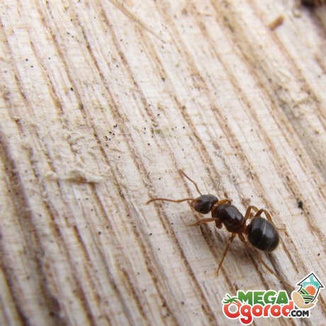 Профилактика от муравьев