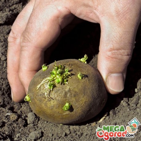 Ошибки при выращивании картофеля 