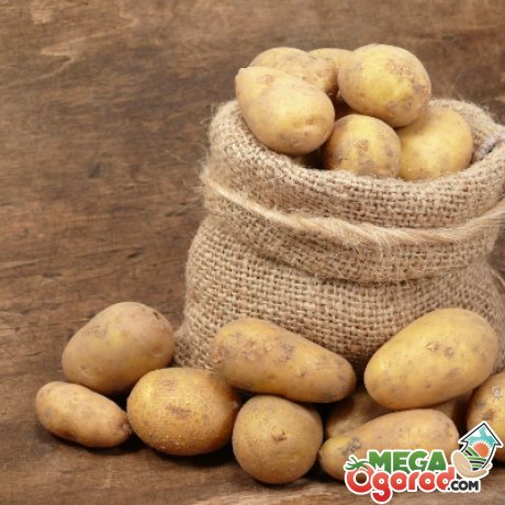 Способ посадки картофеля 