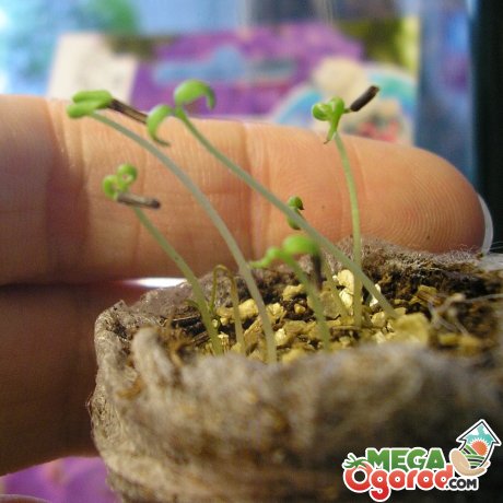 Выращивание из семян 