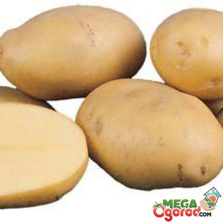 Сорт картофеля "Агрия"