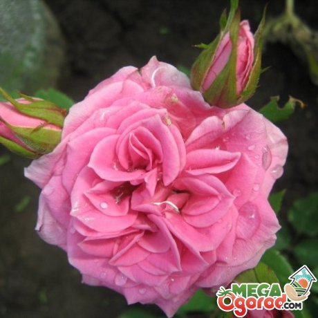 Один из преимущественных способов размножения розы – черенкование