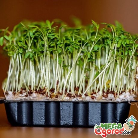Особенности выращивание кресс-салата