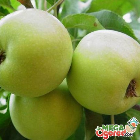Карликовые сорта зеленых яблок