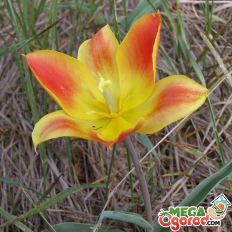 цикл роста тюльпана шренка и условия цветения 
