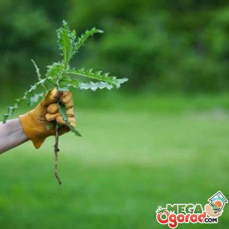 Применение гербицидов для повышения урожайности культуры