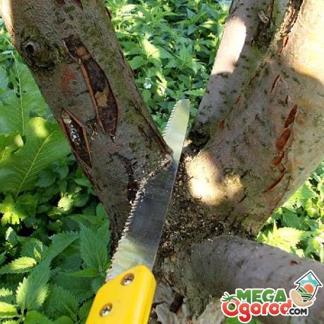 Общая информация об обрезке деревьев 