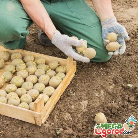 Способы посадки картофеля 
