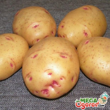 Позднеспелые сорта картофеля