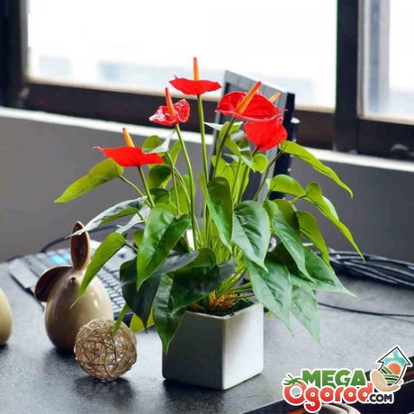 Как правильно выращивать антуриум в домашних условиях?