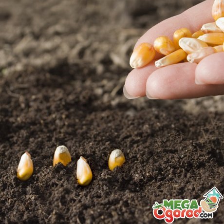 Сроки и правила посадки кукурузы