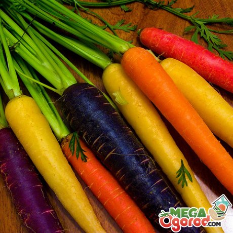 Разноцветная морковь 