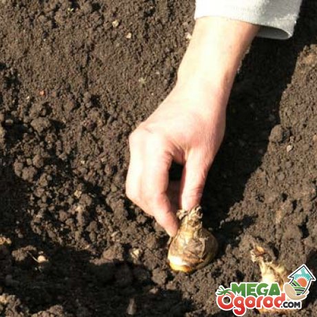 Посадка луковиц гладиолусов в открытый грунт 