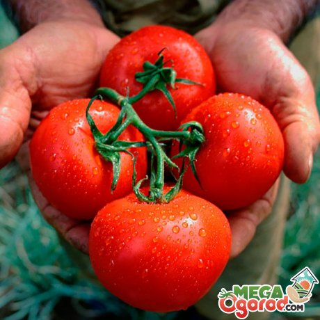 Подбор лучших сортов томатов для выращивания тепличным и открытым методом
