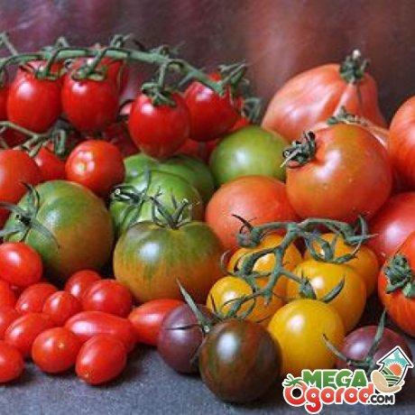 Сорта «разноцветных» томатов