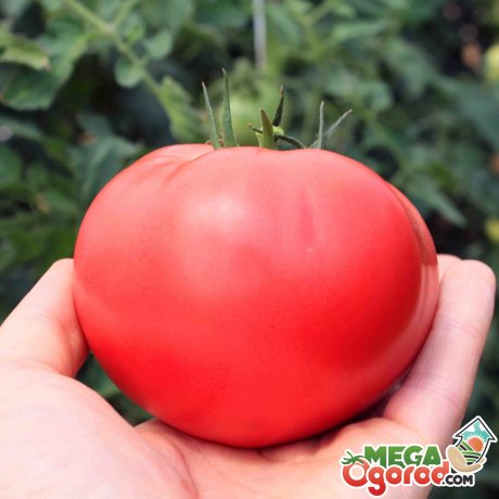 Общие сведения о крупноплодных томатах