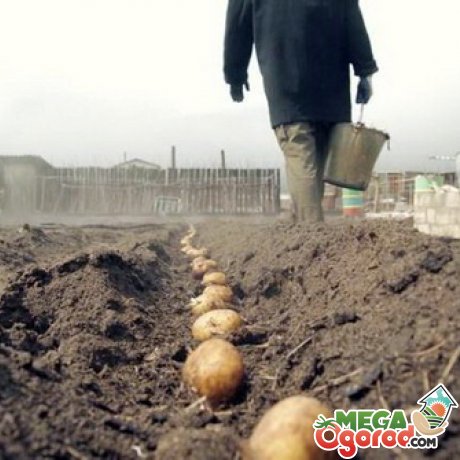 как посадить картофель