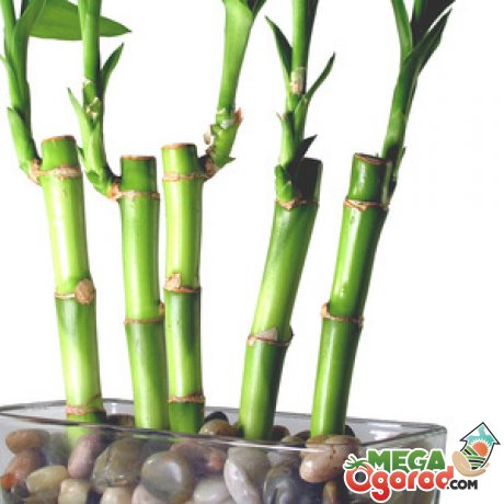 Как растить бамбук
