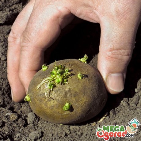 как посадить картофель