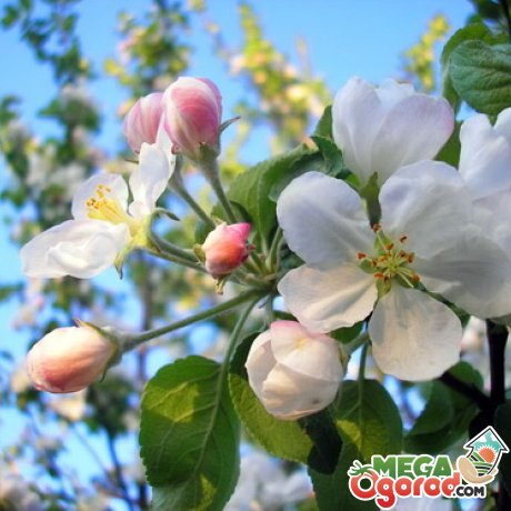 Строение цветка яблони