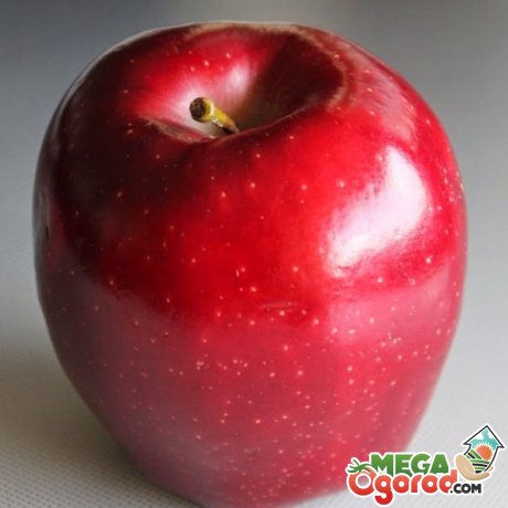 Яблоко сорта Ред Делишес