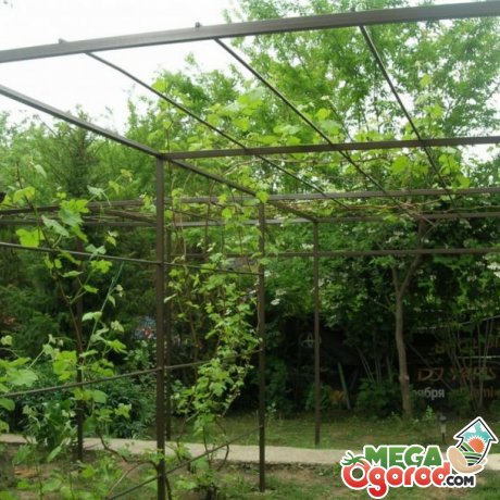 Как сделать красивый виноградник