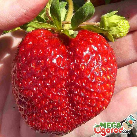 Чем отличается ремонтантная клубника от сорта. fragaria elisabeth. Чем отличается ремонтантная клубника от сорта фото. Чем отличается ремонтантная клубника от сорта-fragaria elisabeth. картинка Чем отличается ремонтантная клубника от сорта. картинка fragaria elisabeth. Ремонтантные сорта клубники востребованы у всех любителей этого растения. Это связано с возможностью получать несколько урожаев в год с одного куста. Первый урожай в этом случае созреет в июле. Самый масштабный урожай можно получить в конце лета – именно на это время приходятся от 60 до 90% ягод. Такая клубника легко выращивается на балконе, в вазонах кашпо и может при правильном уходе плодоносить круглый год в домашних условиях.
