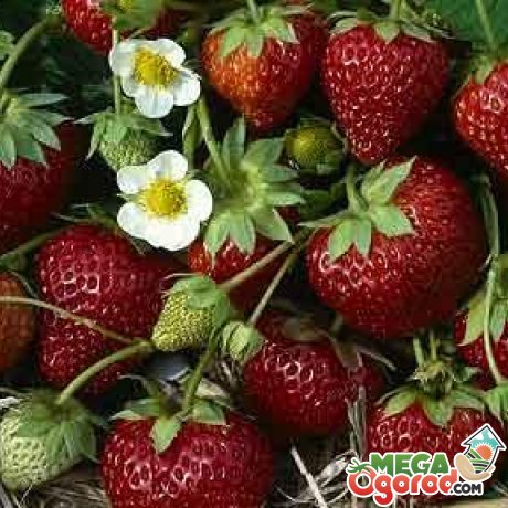 Чем отличается ремонтантная клубника от сорта. strawberrypic 1640952c. Чем отличается ремонтантная клубника от сорта фото. Чем отличается ремонтантная клубника от сорта-strawberrypic 1640952c. картинка Чем отличается ремонтантная клубника от сорта. картинка strawberrypic 1640952c. Ремонтантные сорта клубники востребованы у всех любителей этого растения. Это связано с возможностью получать несколько урожаев в год с одного куста. Первый урожай в этом случае созреет в июле. Самый масштабный урожай можно получить в конце лета – именно на это время приходятся от 60 до 90% ягод. Такая клубника легко выращивается на балконе, в вазонах кашпо и может при правильном уходе плодоносить круглый год в домашних условиях.