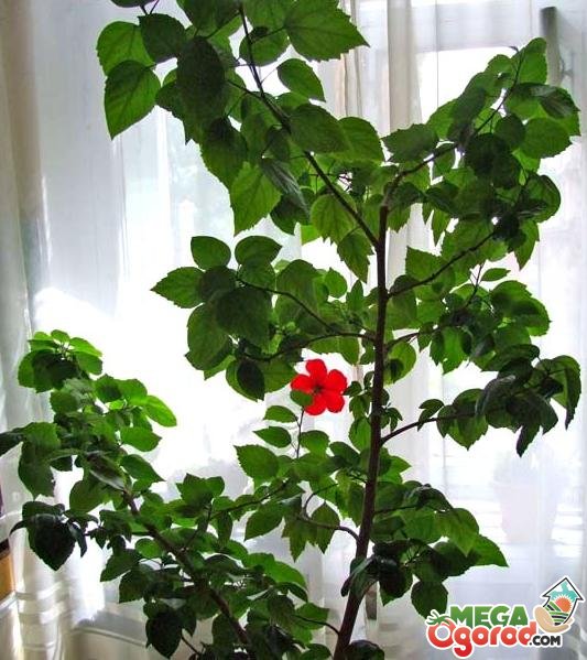 Растения Китайская Роза Фото