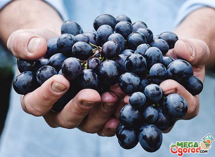 Календарь виноградаря: основные правила по уходу за виноградом