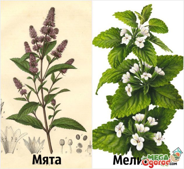 Мелисса это мята? В чем разница между растениями и как их отличить?